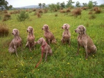 Weimaraner dogs