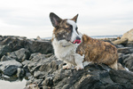 Welsh Corgi Cardigan dog on the rock