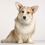 Welsh Corgi Cardigan dog portret