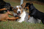 Welsh Corgi Cardigan playing with other dogs