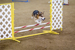 Welsh Corgi Pembroke dog on the dog show