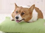 Welsh Corgi Pembroke dog on the pillow