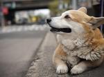 Welsh Corgi Pembroke on the street