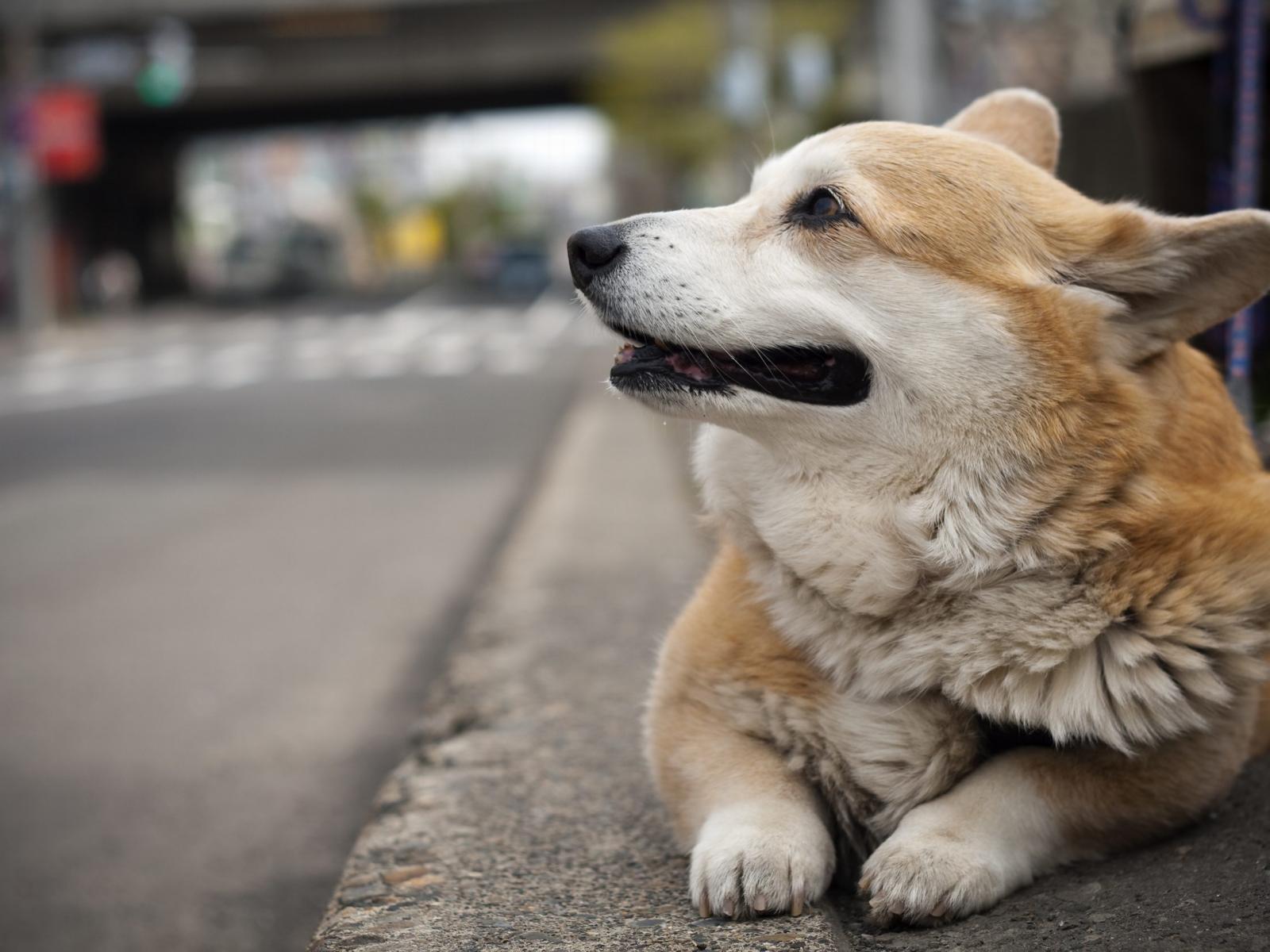 Welsh Corgi Pembroke on the street photo and wallpaper. Beautiful Welsh