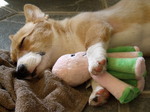 Welsh Corgi Pembroke dog sleeping with his toy