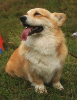 Welsh Corgi Pembroke dog