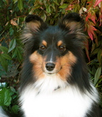 Welsh Sheepdog face