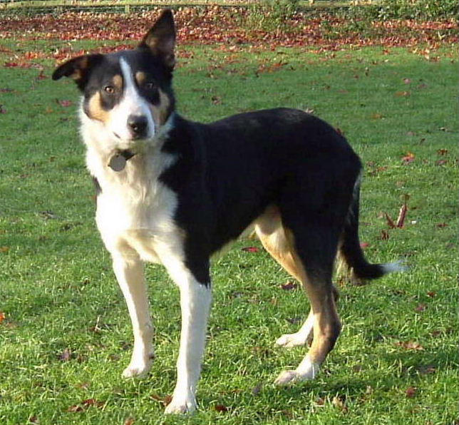 Welsh Sheepdog wallpaper