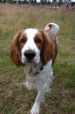 Welsh Springer Spaniel dog looking at camera