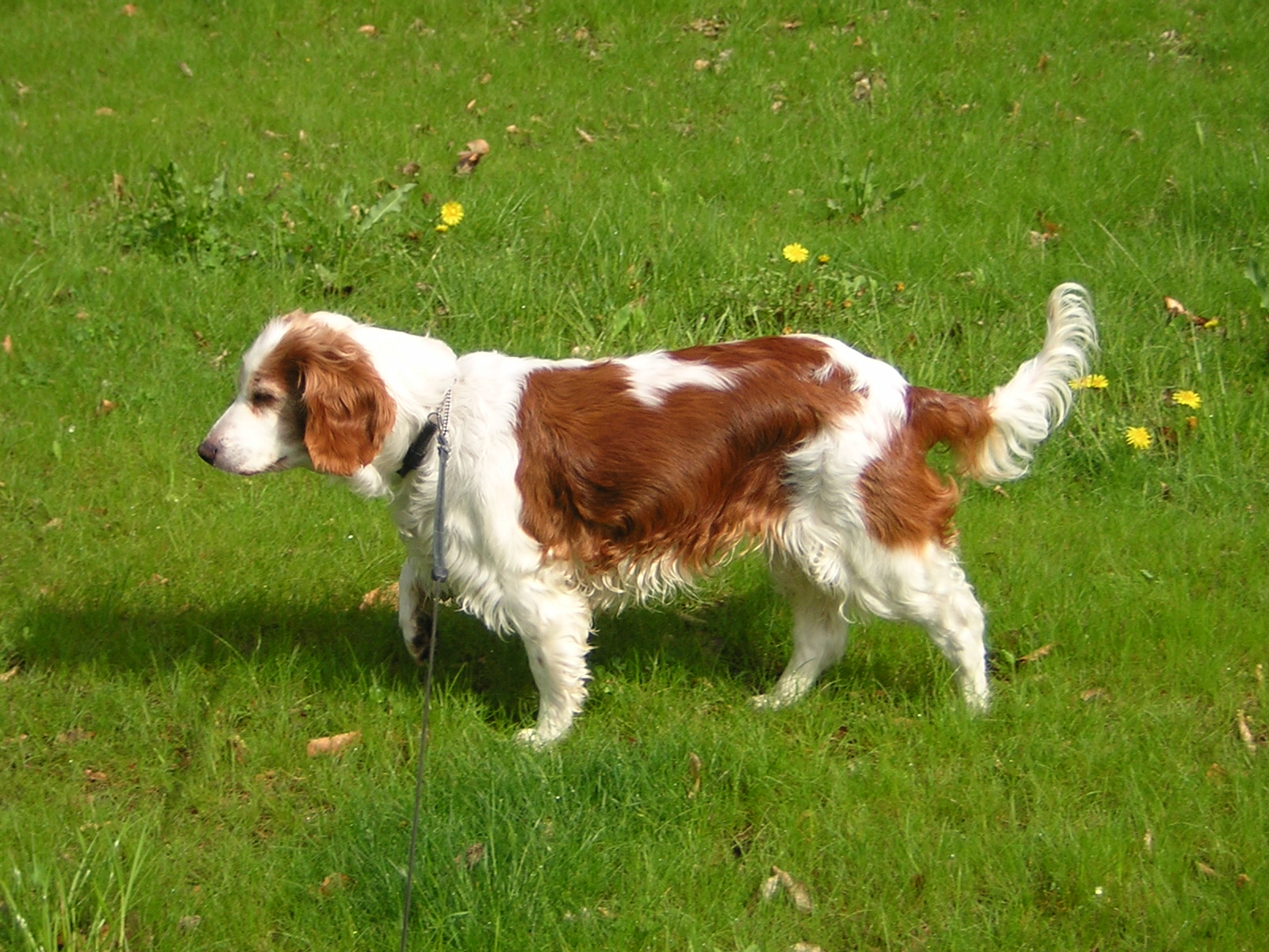 Уэльский спрингер-спаниель на траве фото