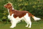 Welsh Springer Spaniel dog