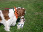 Welsh Springer Spaniel dog with puppy