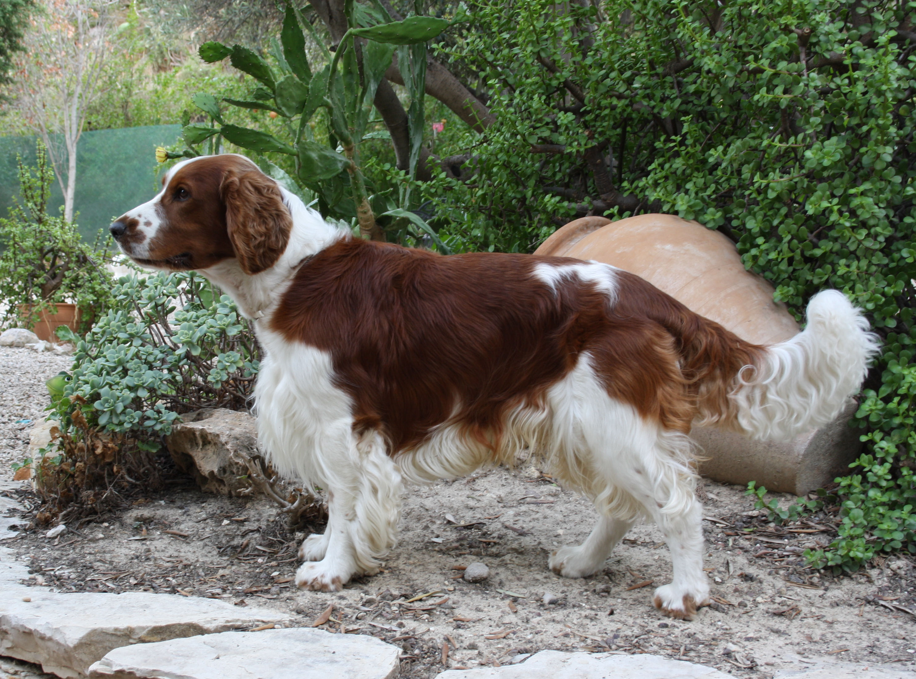 Welsh Springer Spaniel wallpaper