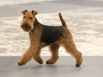 Welsh Terrier near the water