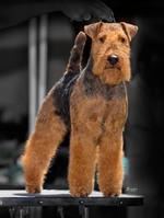 Welsh Terrier on the dog show