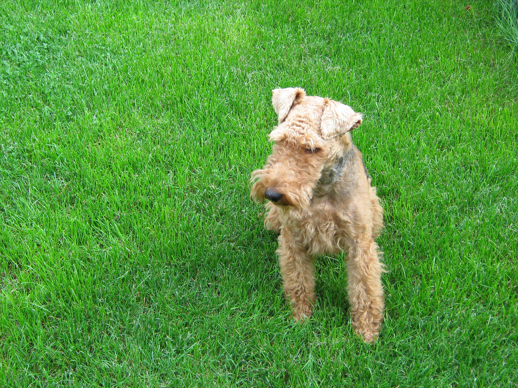 Welsh Terrier on the grass wallpaper