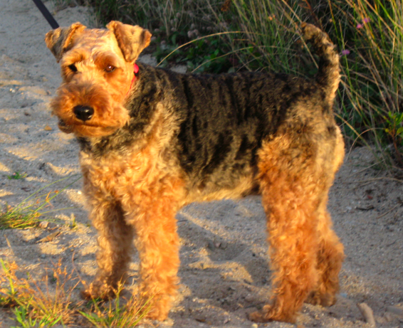 Welsh Terrier wallpaper