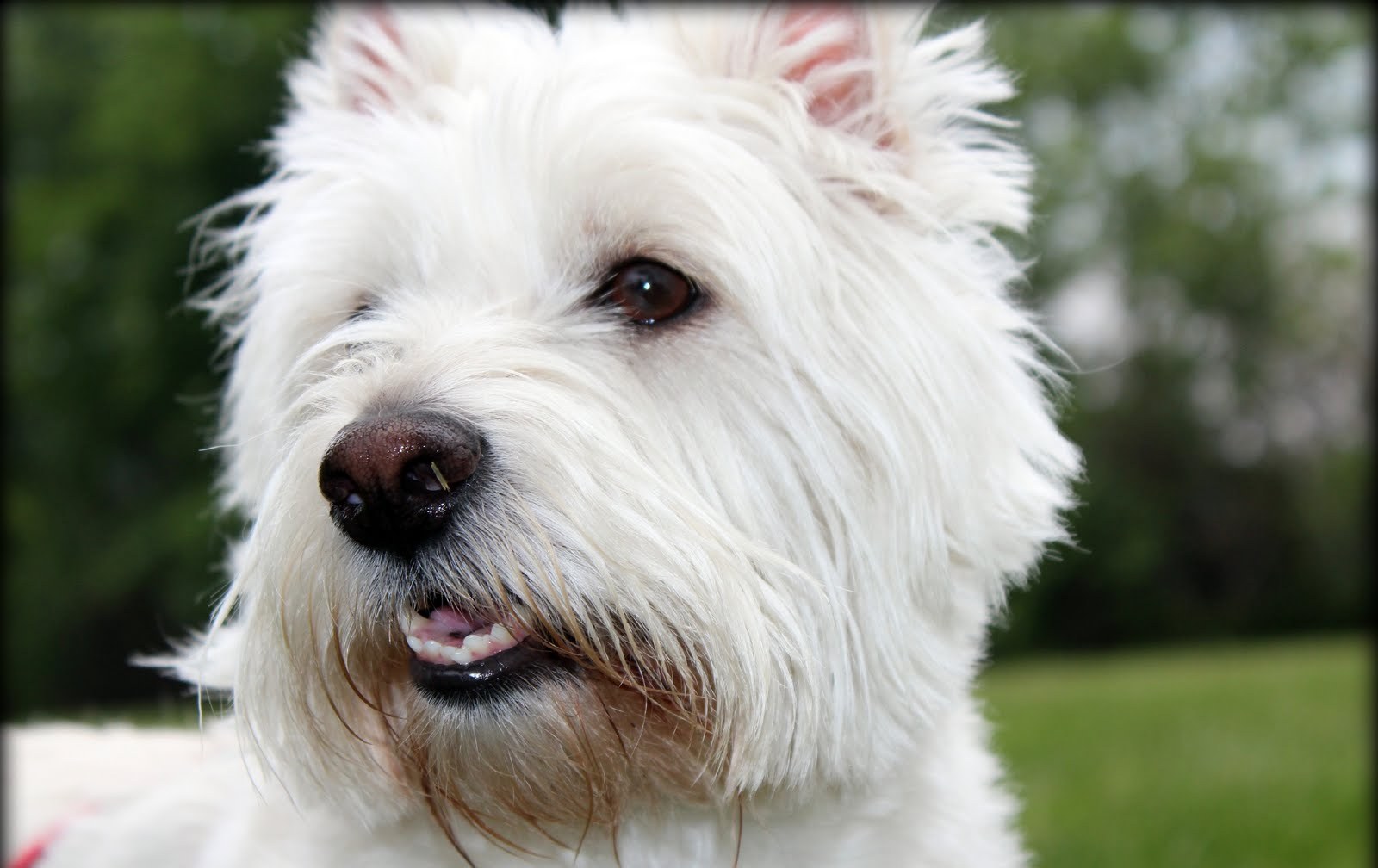 West Highland White Terrier dog face photo and wallpaper. Beautiful