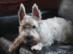 West Highland White Terrier on the couch