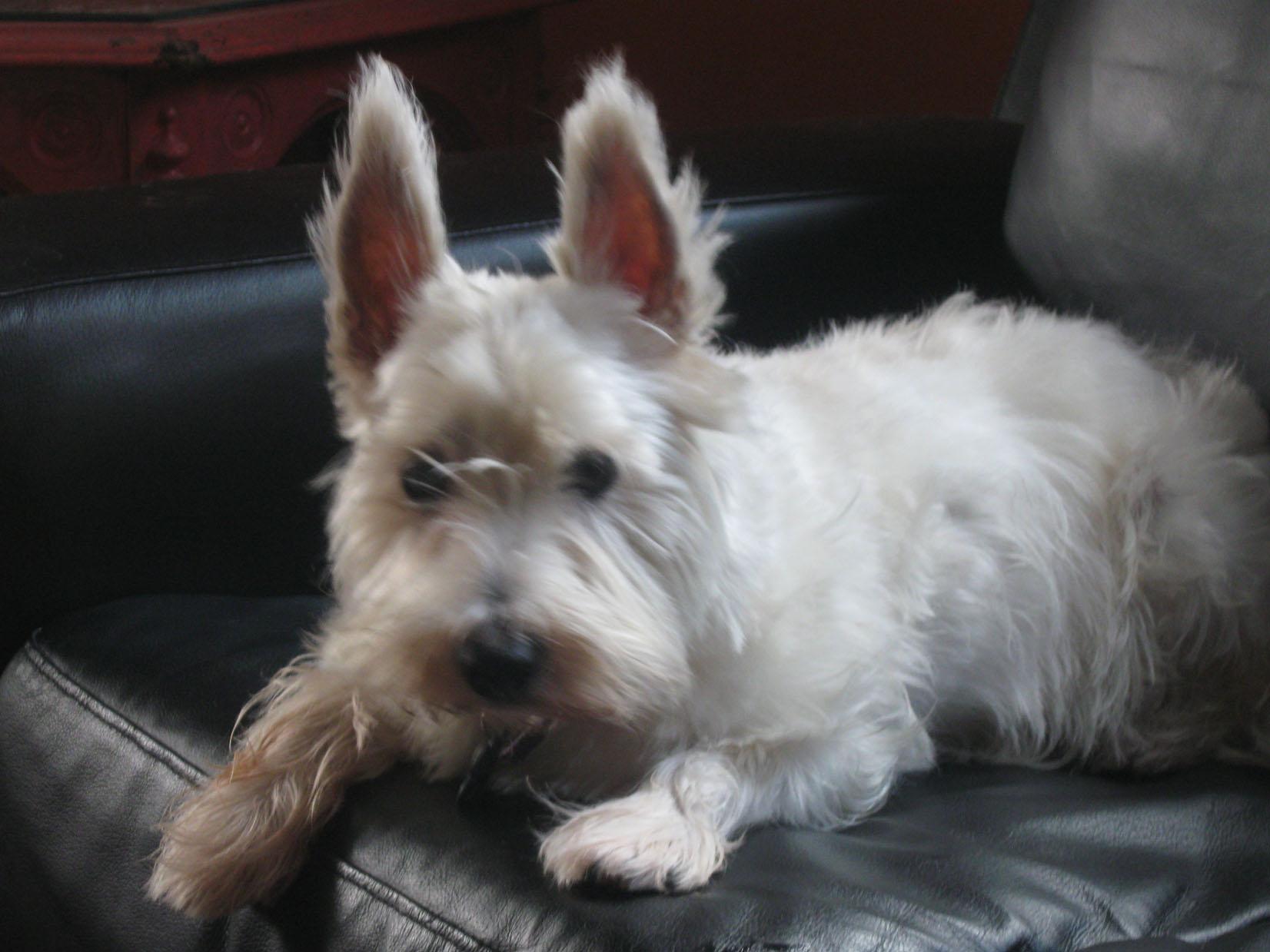 West Highland White Terrier on the couch wallpaper