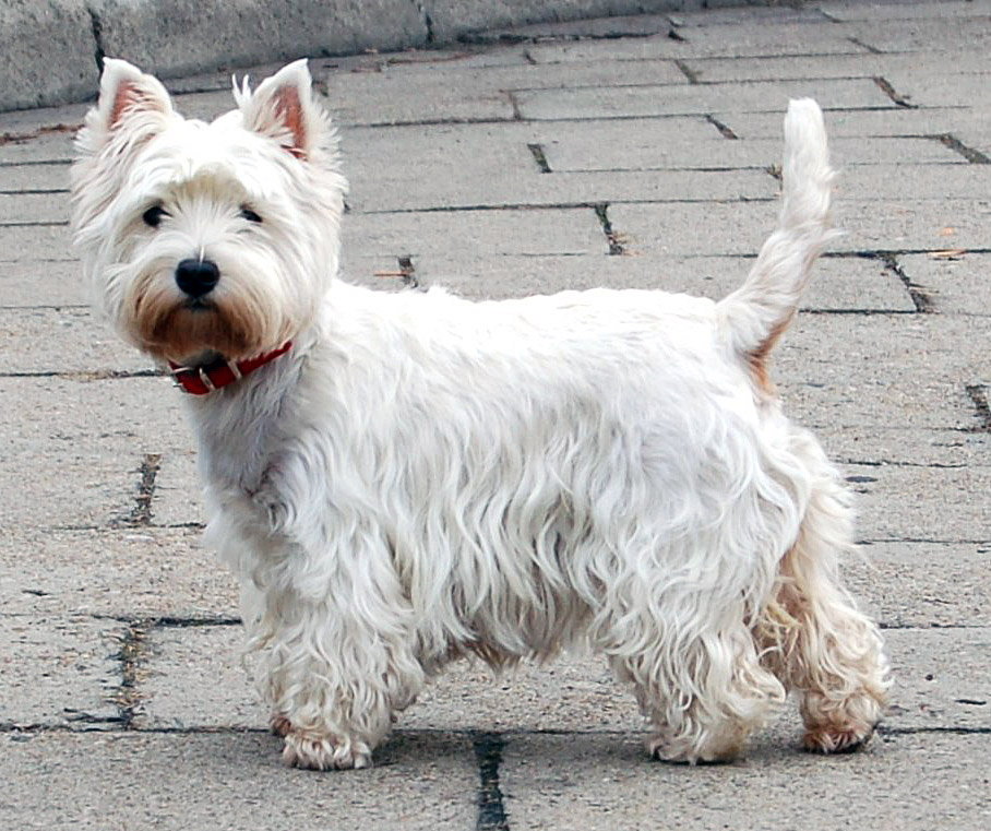 West Highland White Terrier wallpaper