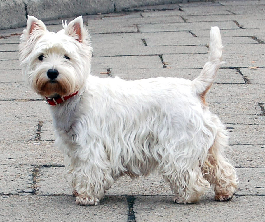 West Highland White Terrier photos and wallpapers. The beautiful West