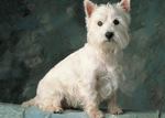 West Highland White Terrier portret