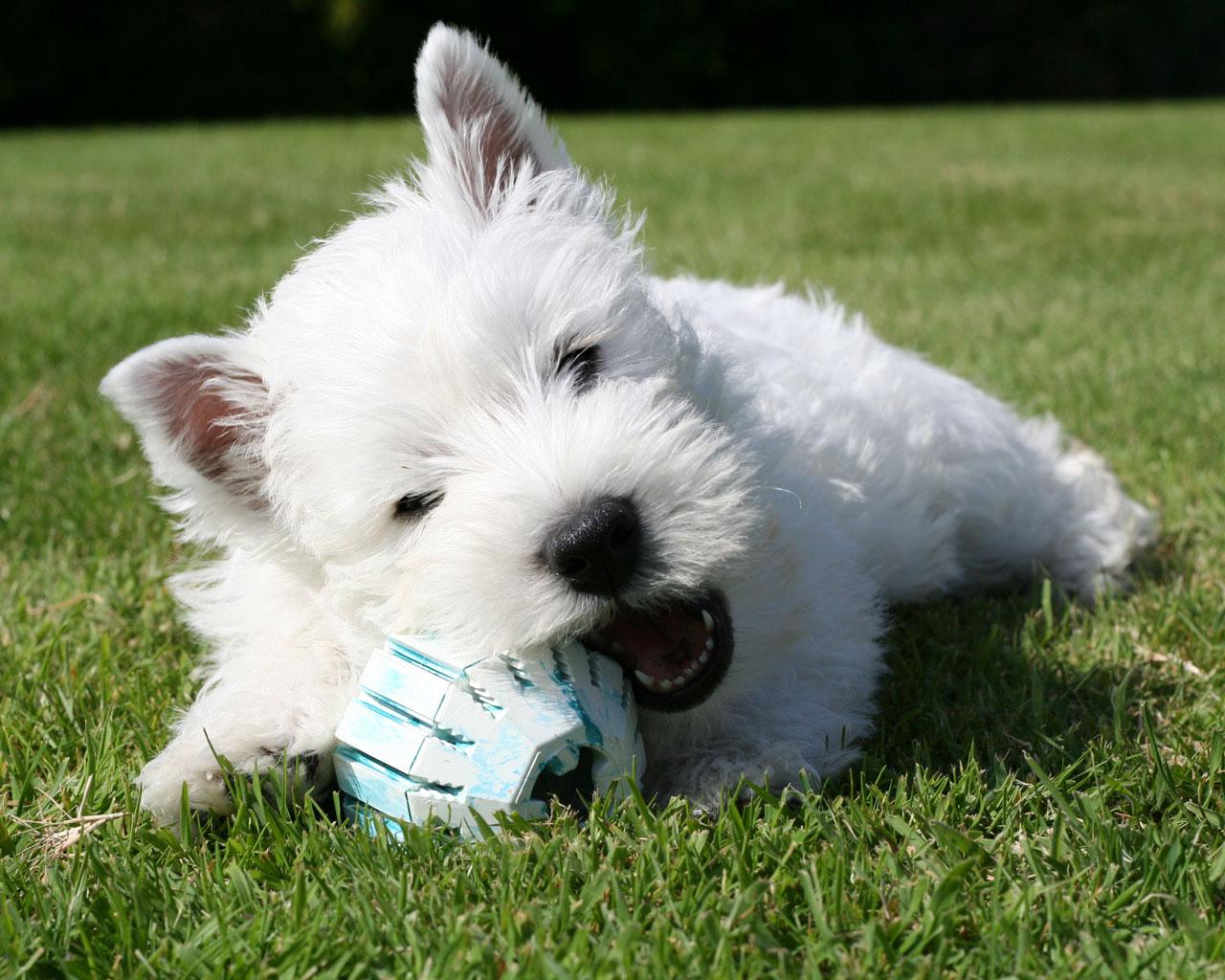 West Highland White Terrier with ball photo and wallpaper. Beautiful