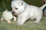 West Highland White Terrier with his toy