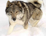 West Siberian Laika dog on the snow