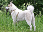 West Siberian Laika dog