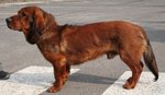 Westphalian Dachsbracke dog on the crosswalk