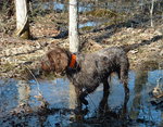 Wet Wirehaired Pointing Griffon