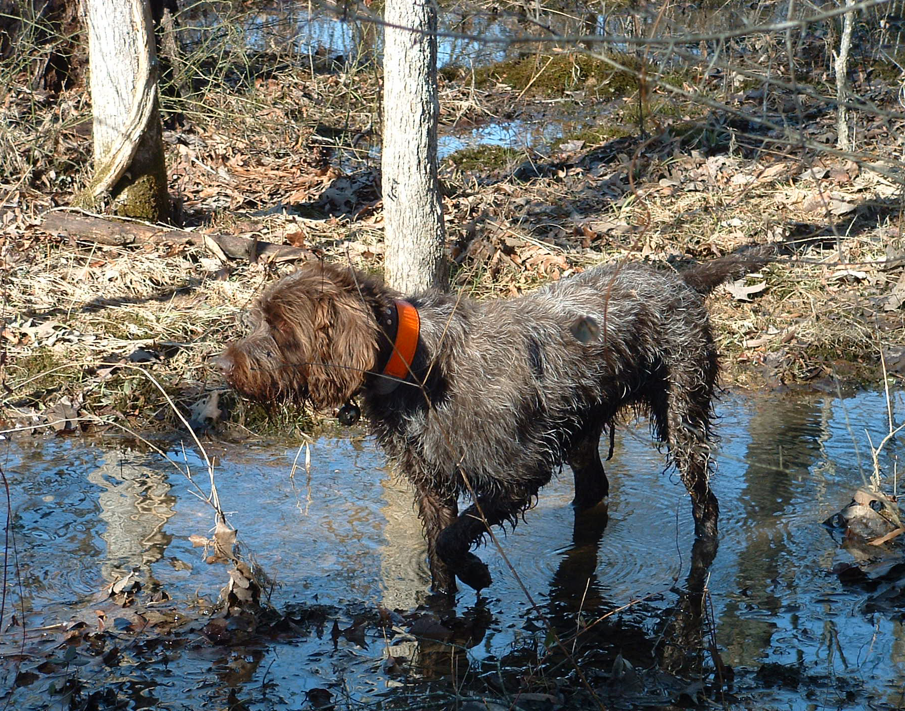 Wet Wirehaired Pointing Griffon wallpaper