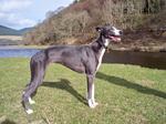 Whippet dog lakeside