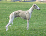 Whippet dog in the rack