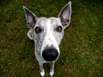 Whippet dog looking at you