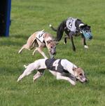 Whippet dogs competing