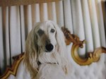 White Afghan Hound look at you