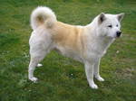 White Akita Inu