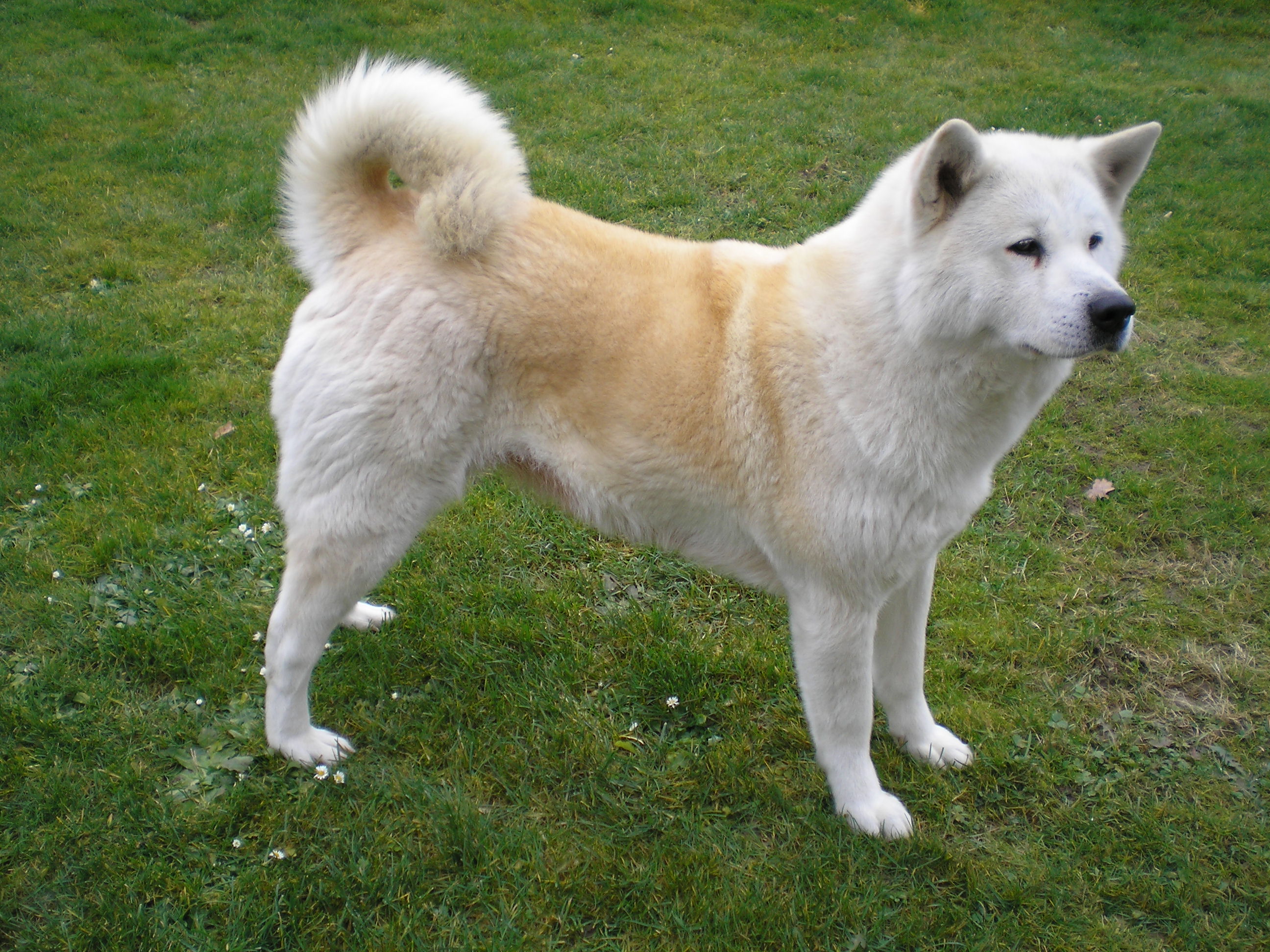 Белая собака акита-ину фото