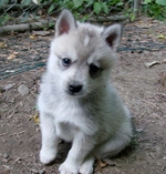 White Alaskan Klee Kai puppy