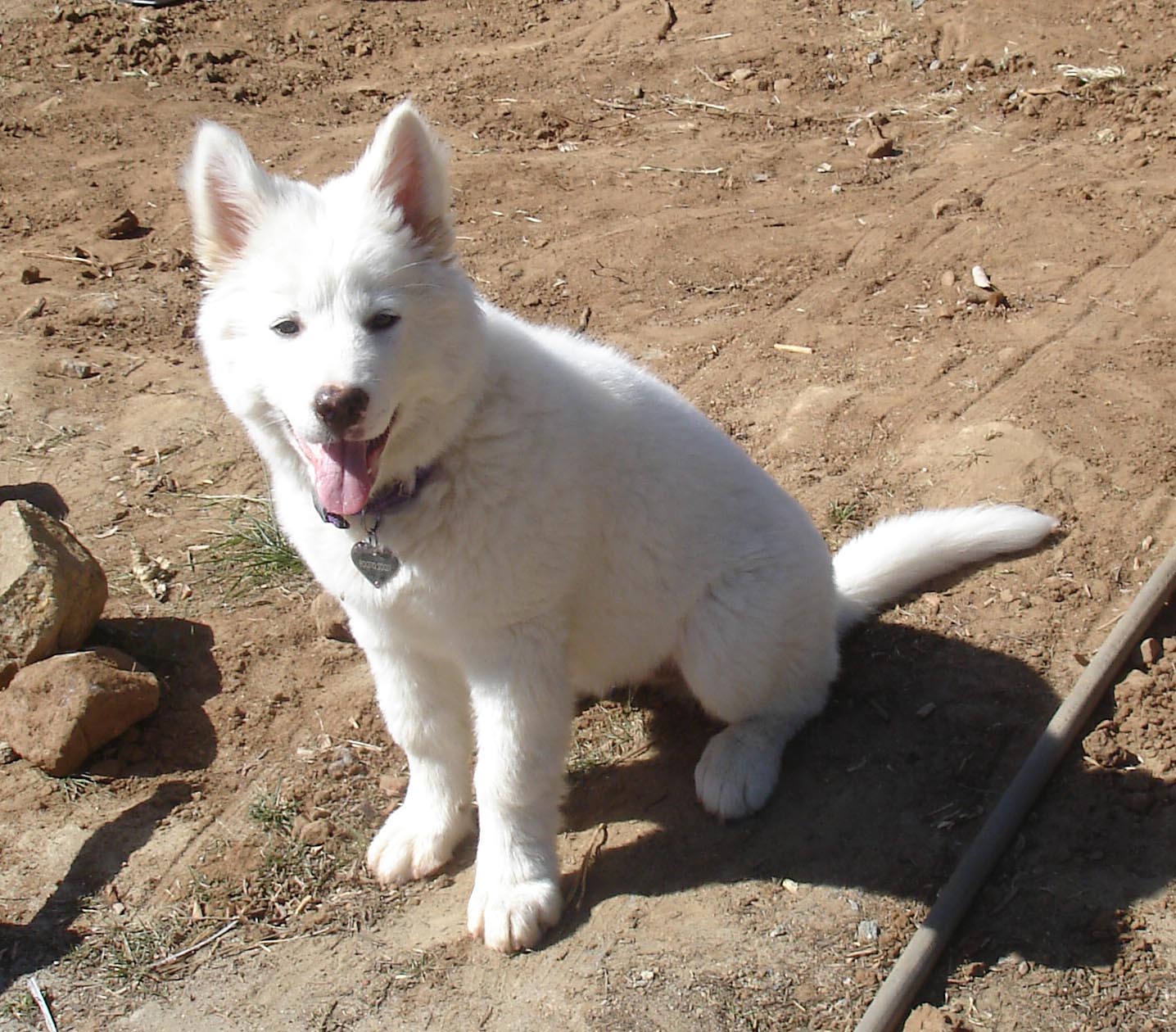 all white american akita