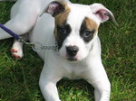 White American Bulldog puppy