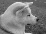 White and black Akita Inu