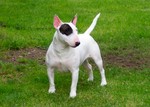 White and black Bull Terrier (Miniature)