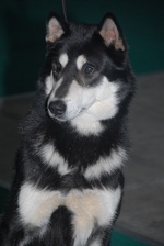 White ahd black East Siberian Laika dog 