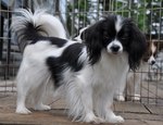 White and black Phalène dog 