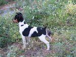 White and Black Ratonero Valenciano dog 
