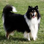 White and Black Scotch Collie dog